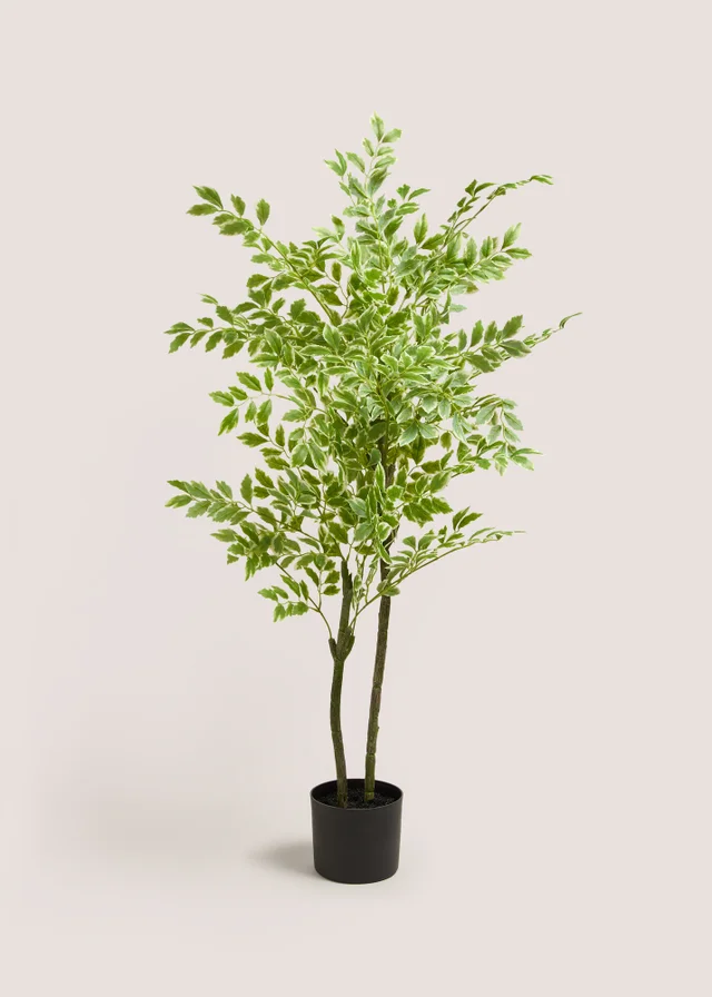 Elm Tree